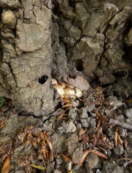 Developing fruit bodies on poplar in Harlow, UK.